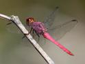 Orthemis discolor (Carmine Skimmer)-2.jpg
